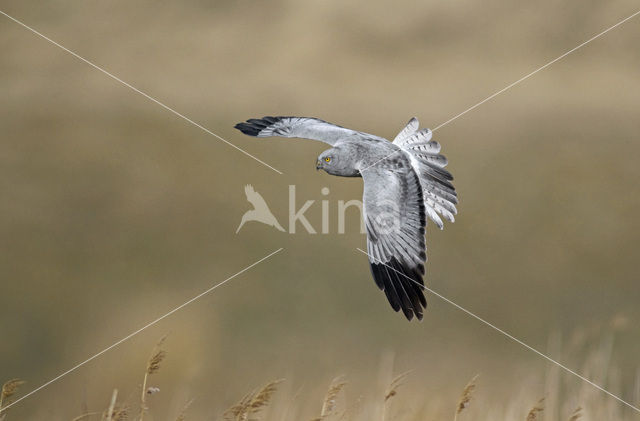 Northern Harrier