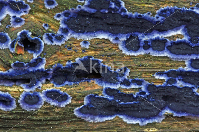 Blauwe korstzwam (Terana coerulea)