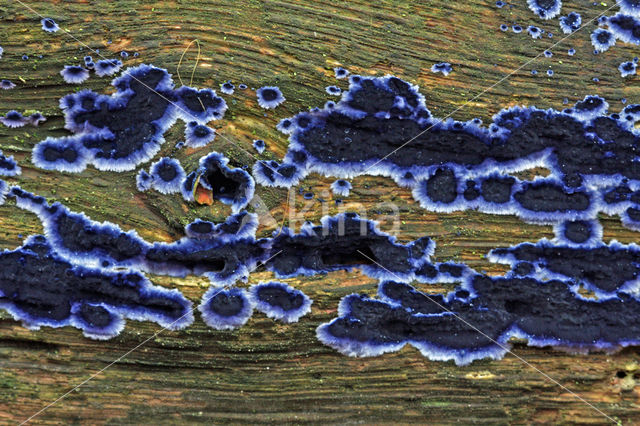 Blauwe korstzwam (Terana coerulea)