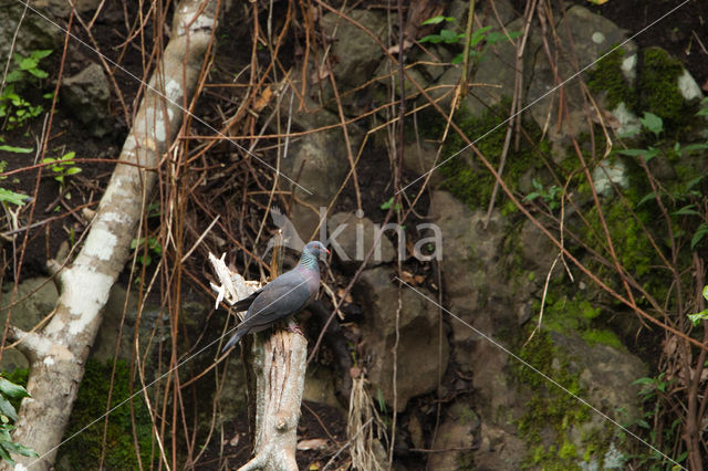 Bolles Laurierduif (Columba bollii)