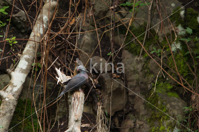 Boll's pigeon (Columba bollii)