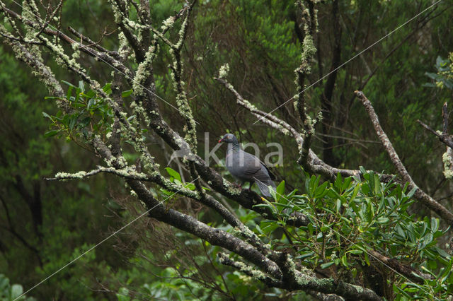 Bolles Laurierduif (Columba bollii)