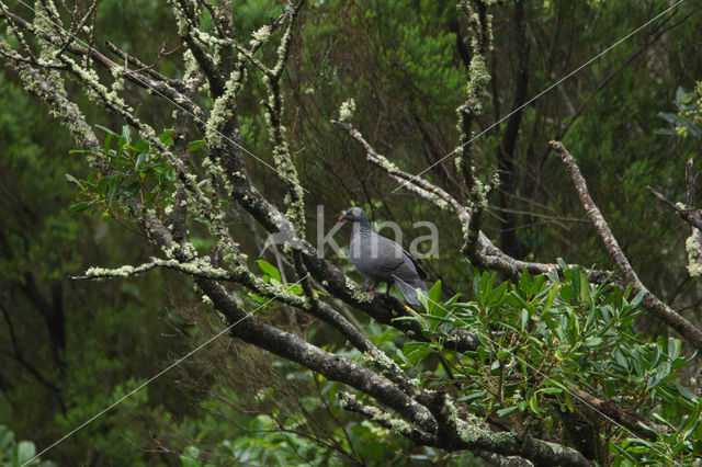 Boll's pigeon (Columba bollii)