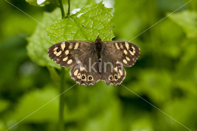 Speckled Wood (Pararge aegeria)