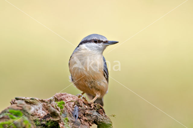 Sitta europaea caesia