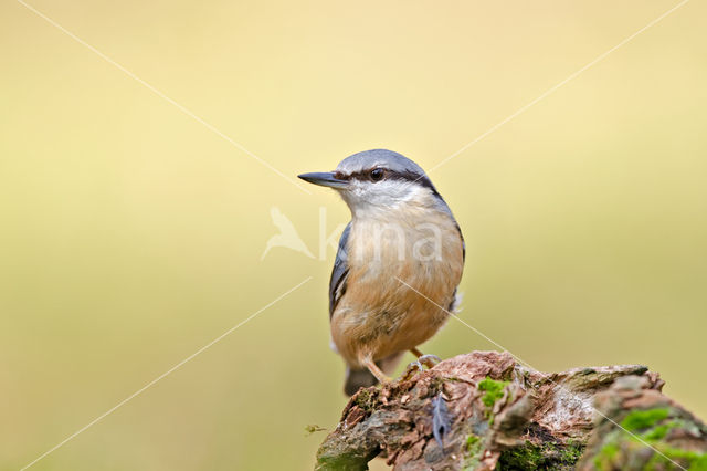 Sitta europaea caesia