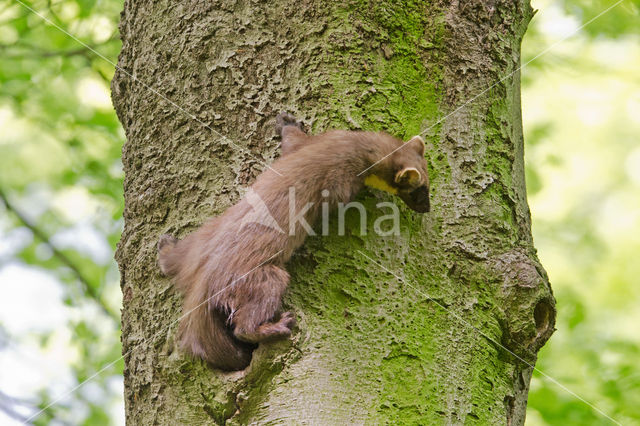 Pine Marten (Martes martes)