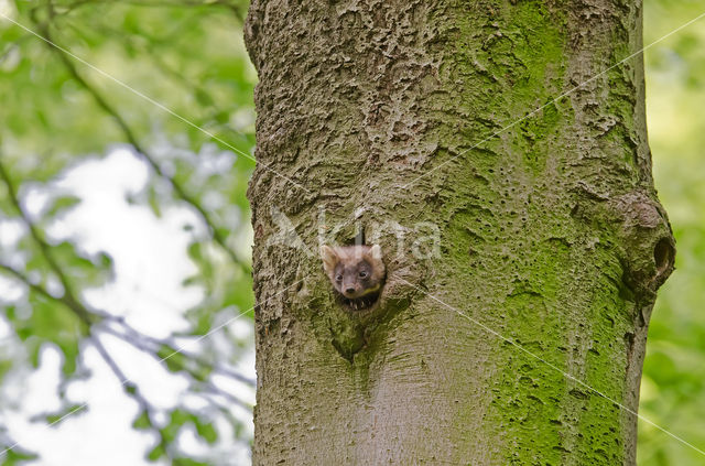 Pine Marten (Martes martes)