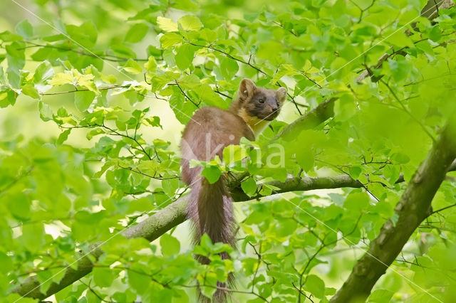 Pine Marten (Martes martes)