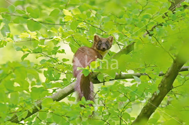 Pine Marten (Martes martes)