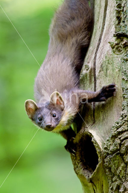 Pine Marten (Martes martes)