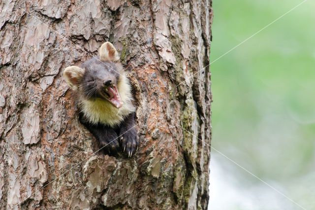 Pine Marten (Martes martes)