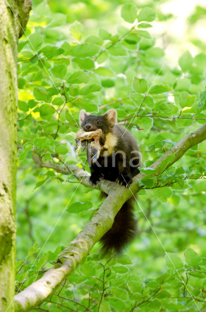 Pine Marten (Martes martes)