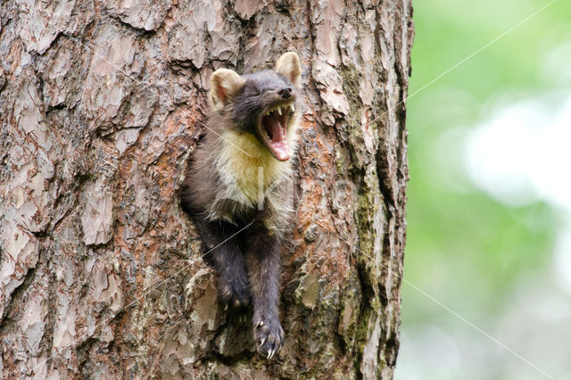 Pine Marten (Martes martes)