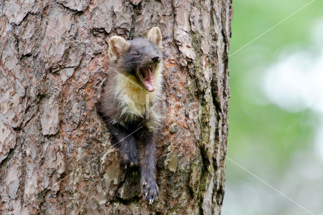 Pine Marten (Martes martes)