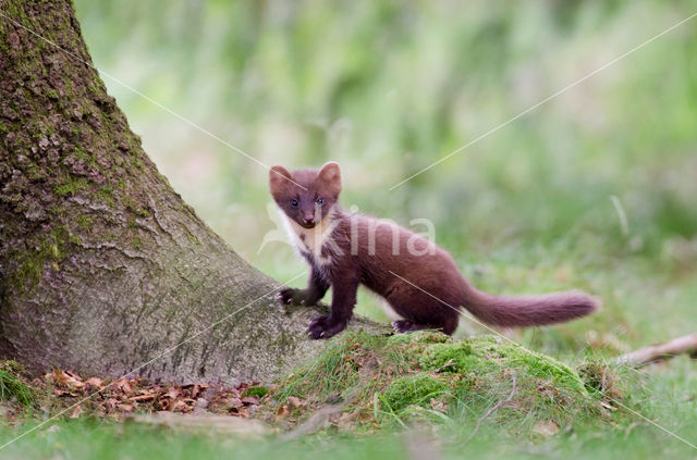 Pine Marten (Martes martes)