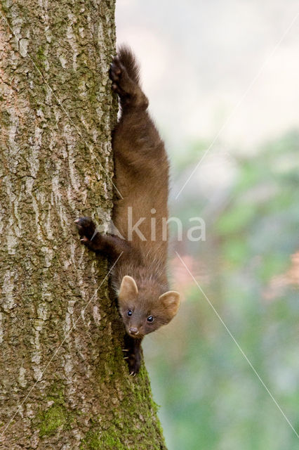 Pine Marten (Martes martes)