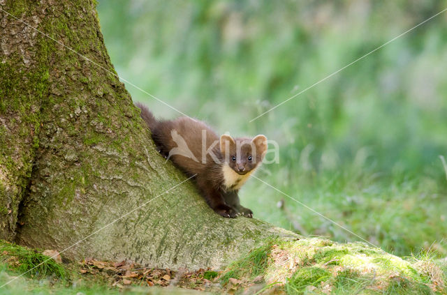 Pine Marten (Martes martes)