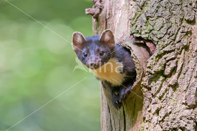 Pine Marten (Martes martes)