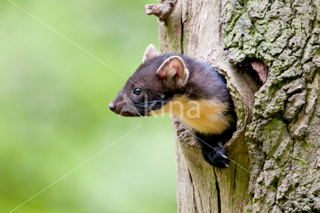 Pine Marten (Martes martes)