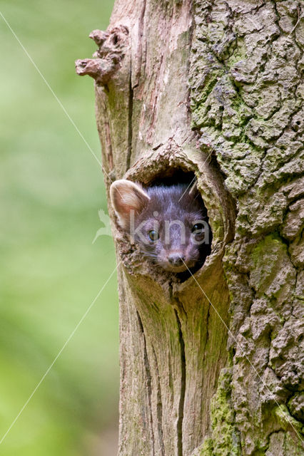 Pine Marten (Martes martes)