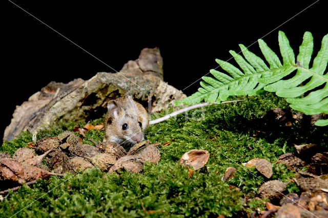 long-tailed field mouse (Apodemus sylvaticus)