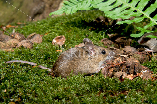 long-tailed field mouse (Apodemus sylvaticus)