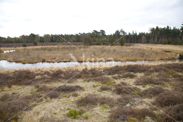 Boswachterij Leende