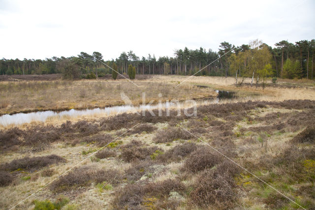 Boswachterij Leende