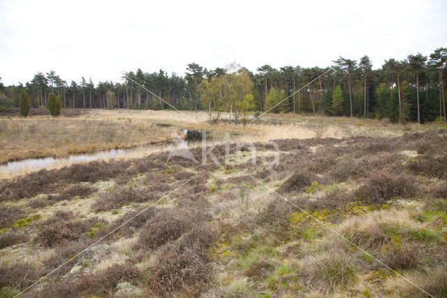 Boswachterij Leende