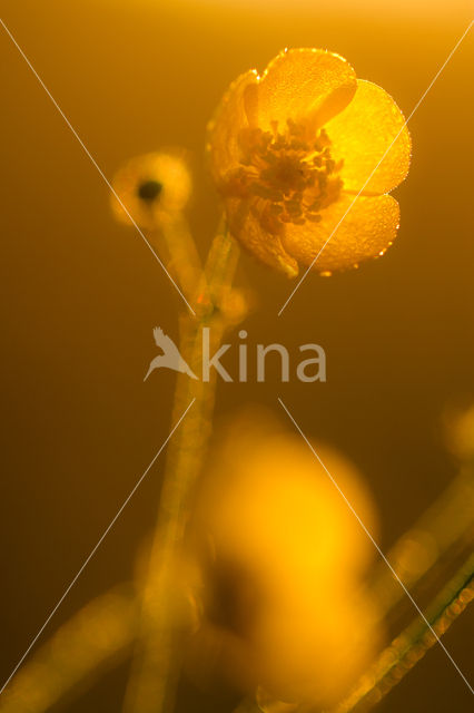 Buttercup (Ranunculus)