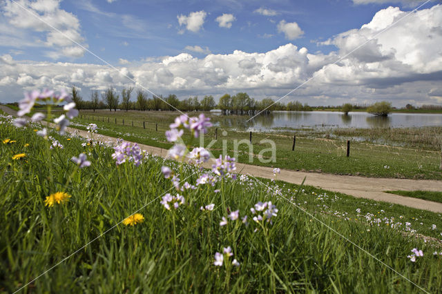 Buitenwaarden Wijhe