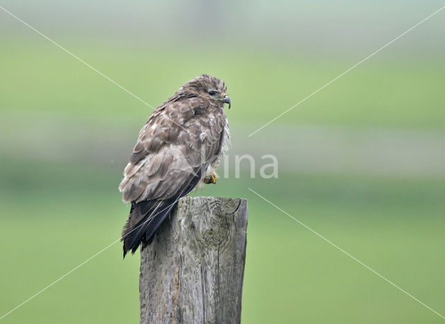 Buizerd (Buteo buteo)