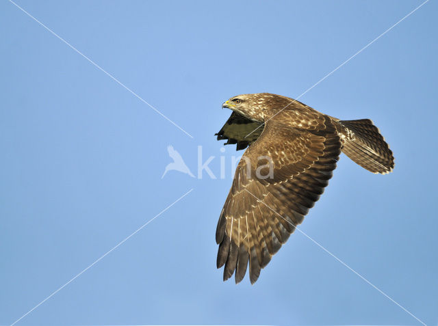 Common Buzzard (Buteo buteo)