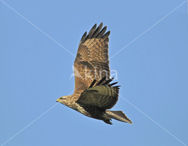 Buizerd (Buteo buteo)