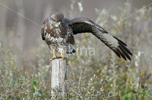 Common Buzzard (Buteo buteo)