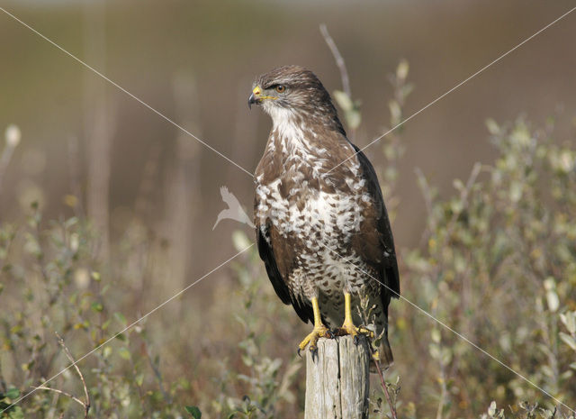 Buizerd (Buteo buteo)