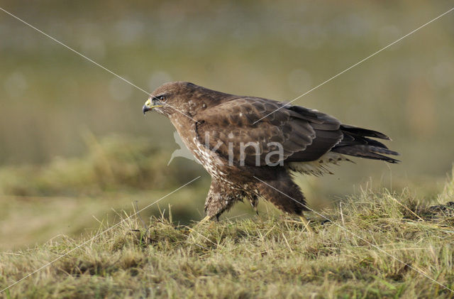 Buizerd (Buteo buteo)