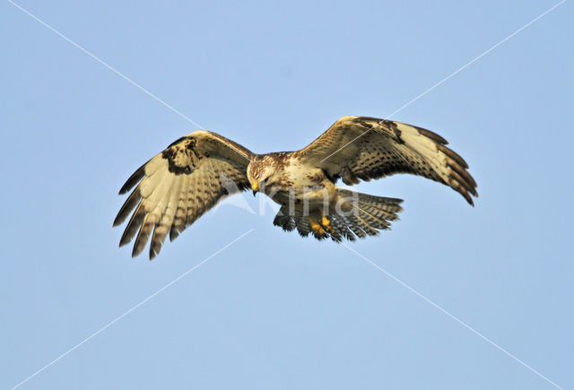 Common Buzzard (Buteo buteo)