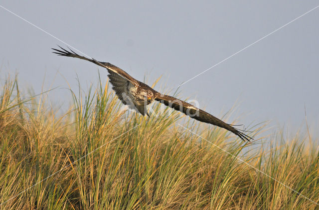 Buizerd (Buteo buteo)