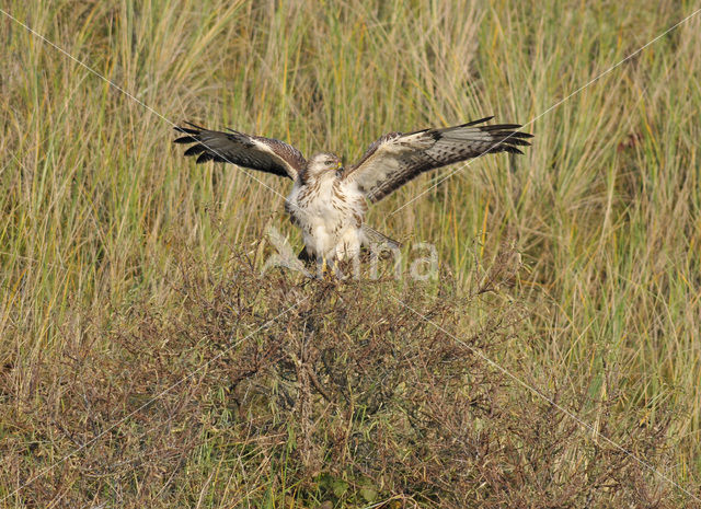 Common Buzzard (Buteo buteo)