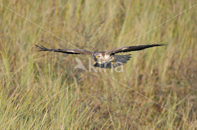 Buizerd (Buteo buteo)