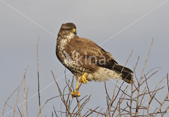 Common Buzzard (Buteo buteo)