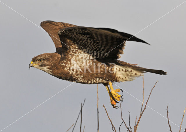 Common Buzzard (Buteo buteo)