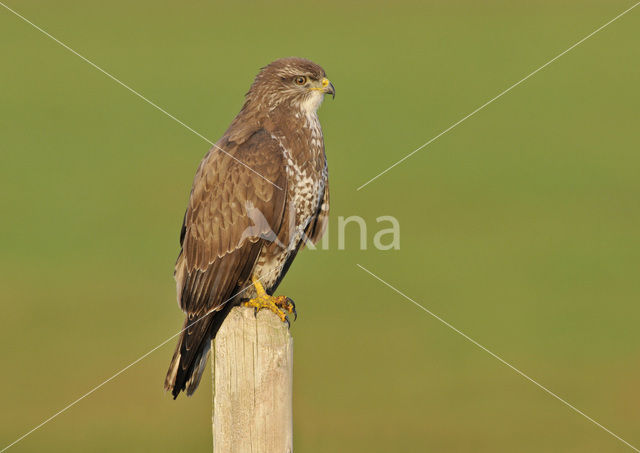 Common Buzzard (Buteo buteo)