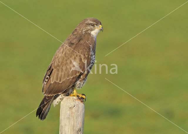 Buizerd (Buteo buteo)