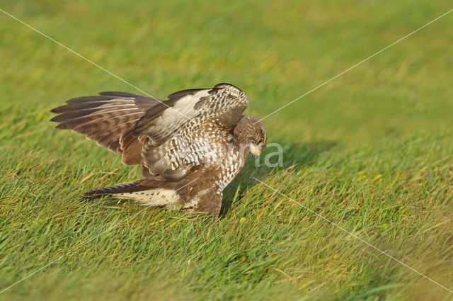 Buizerd (Buteo buteo)