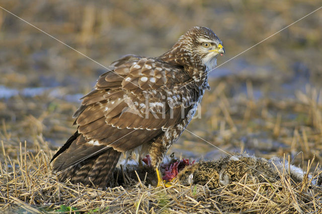 Buizerd (Buteo buteo)