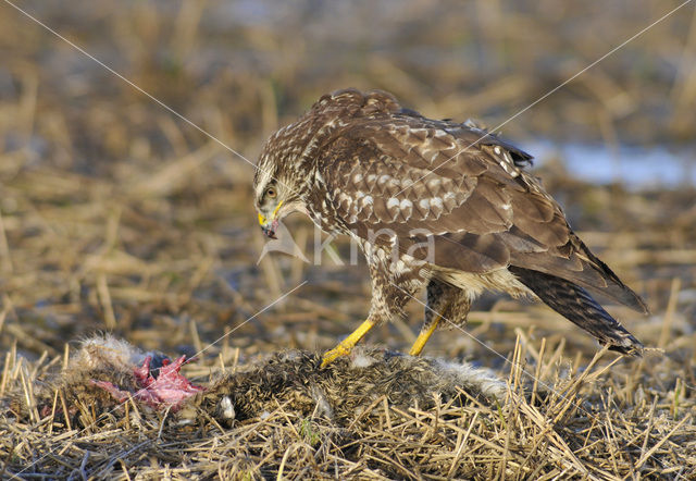 Common Buzzard (Buteo buteo)