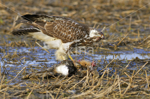 Common Buzzard (Buteo buteo)